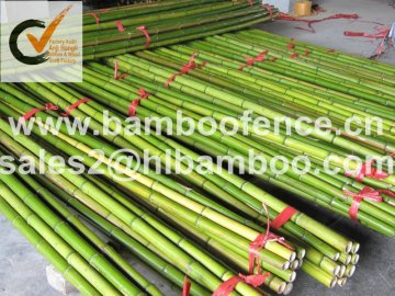 Raw bamboo pole