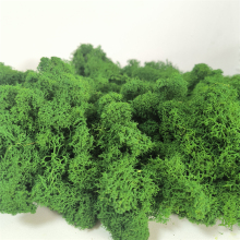 Garden Supplies: Preserved Real Natural Moss - 200g Stabilized Dried Reindeer Moss