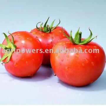 TM759 Tomato seed