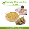 Sex Améliorer Morinda Officinalis Comment l'extrait de poudre 10: 1