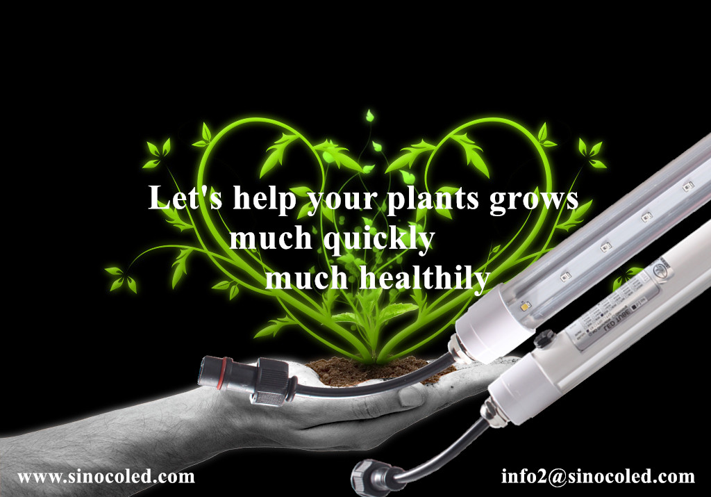 Ip66 waterproof 345nm red 450nm blue cob full spectrum transparent waterproof Tube t8 led grow lights