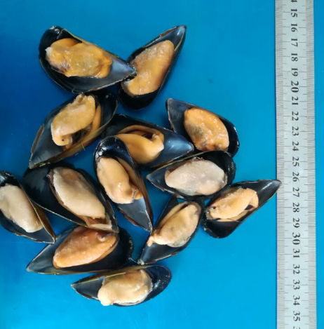 rasa alami penjualan panas kerang setengah cangkang beku