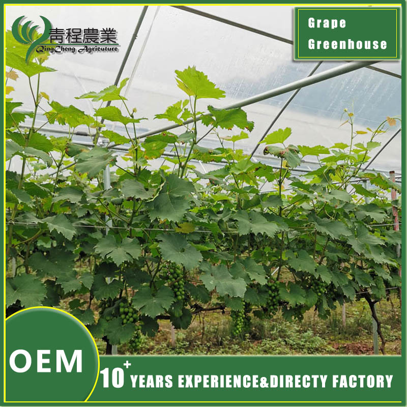 sistema de estufa de uva grape greenhouse system