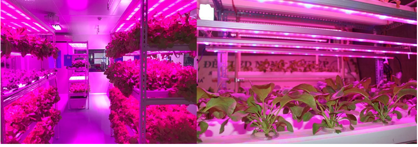 LED Grow Lights