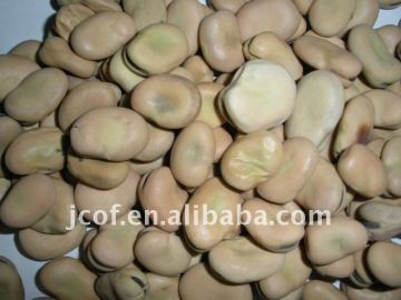 GANSU BROAD BEANS 2011 CROP(656)