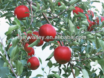 Growing Sweet/Columnar Apple Trees Seeds-High Germination Rate!