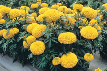 Planting High Uniform Big Flower Fully Petalled Marigold Seeds
