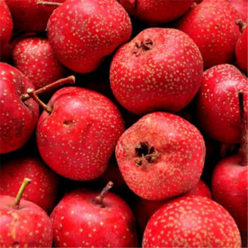 Minyak berry hawthorn food grade