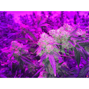 LED cresce a luz para flores de plantas medicinais Indoor