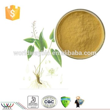 Medicine for long time sex epimedium extract / epimedium extract powder with 5% ~ 98% Icariin