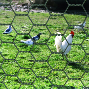 Hexagonal Chicken Quality Wire Netting