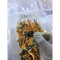 Cordyceps mycélia extrait cordycepin 98% de poudre Price