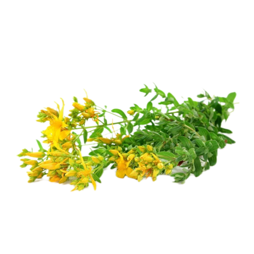 High quality St.John`s Wort Extract powder