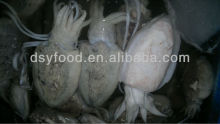 Frozen Cuttlefish