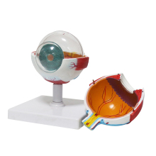 6x Magnified 7-Part Eyeball Model with Artificial Lens - Medical Science Human Anatomical Eye Model
