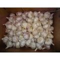 Kaufen Sie Normal White Garlic Fresh 2020