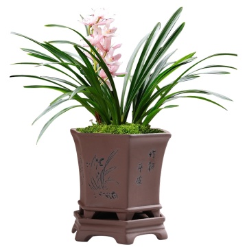 Melhor panela de orquídeas rasas Chinoiserie para flor