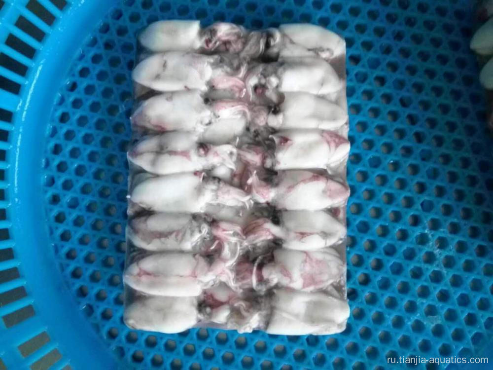 Самые свежие пойманные детеныши кальмаров Loligo Chinesis