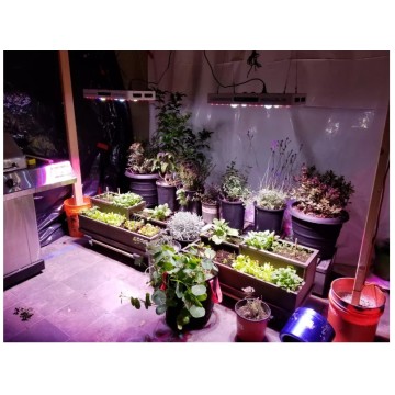 Energy Save Grow Lights for Small Greenhouse