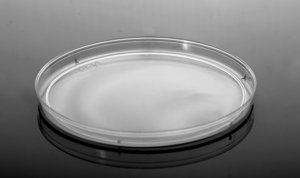 150 mm -es Petri -ételek steril
