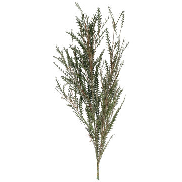 High Quality Preserved Flowers for Home Decor & Event Supplies