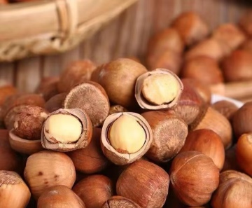 Delicious Hazelnuts Kernel Products