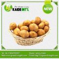 Segar kuning baru tanaman keledek 100g