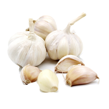 Newest Cropped Superior White Garlic Sourced Locally