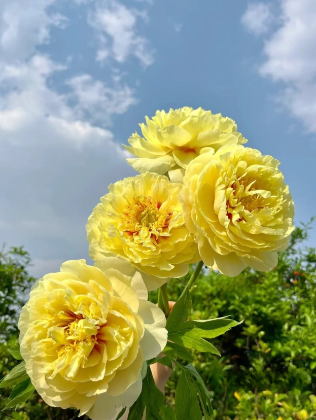 বার্টজেলা পিওনি Bartzella Peony