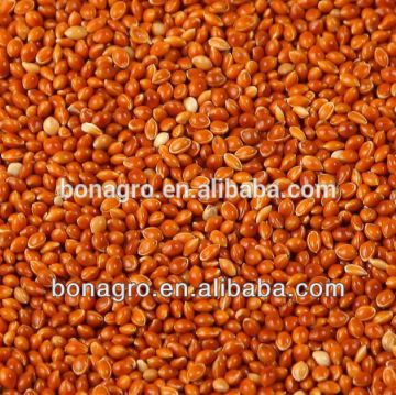 red broomcorn millet