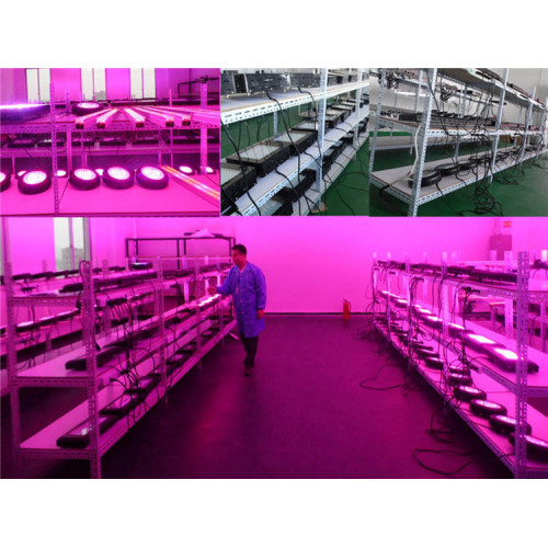 High Power 300W LED-installatie Grow Light