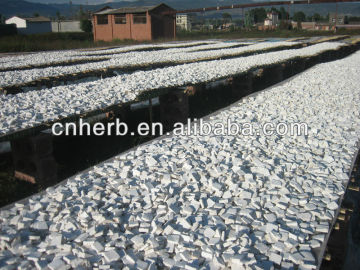 dried Tuckahoe / Poria cocos