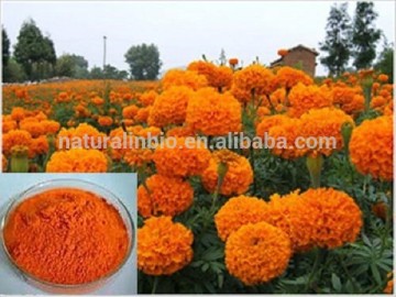 Marigold Flower Extract for animal feed