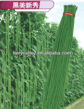 Grow Vigorously Asparagus Beans Seeds Chinese Long Bean Seeds For Sale
