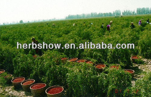 Ningxia Goji Berry seeds-The Best In The World, Ningxia The Hometown Of Goji