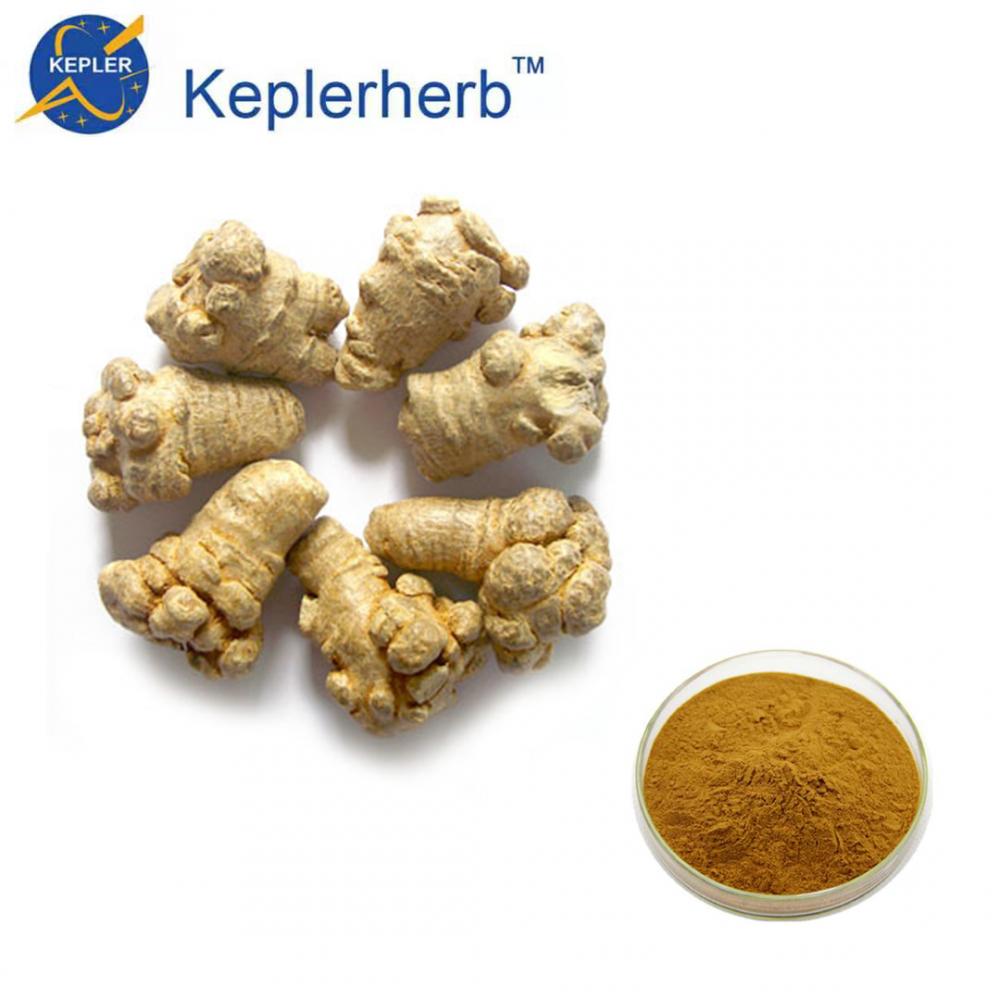 ISO factory 10%Notoginseng Extract