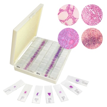 Pathological Slides Set for Higher Education - FRT2002