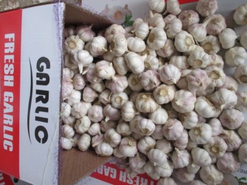 Export Standard Fresh Normal Garlic 2020