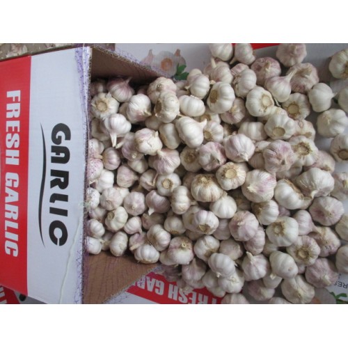 Exportieren Sie Standard Fresh Normal Garlic 2020