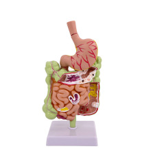 2025 KRC Human Anatomical & Digestive System Model