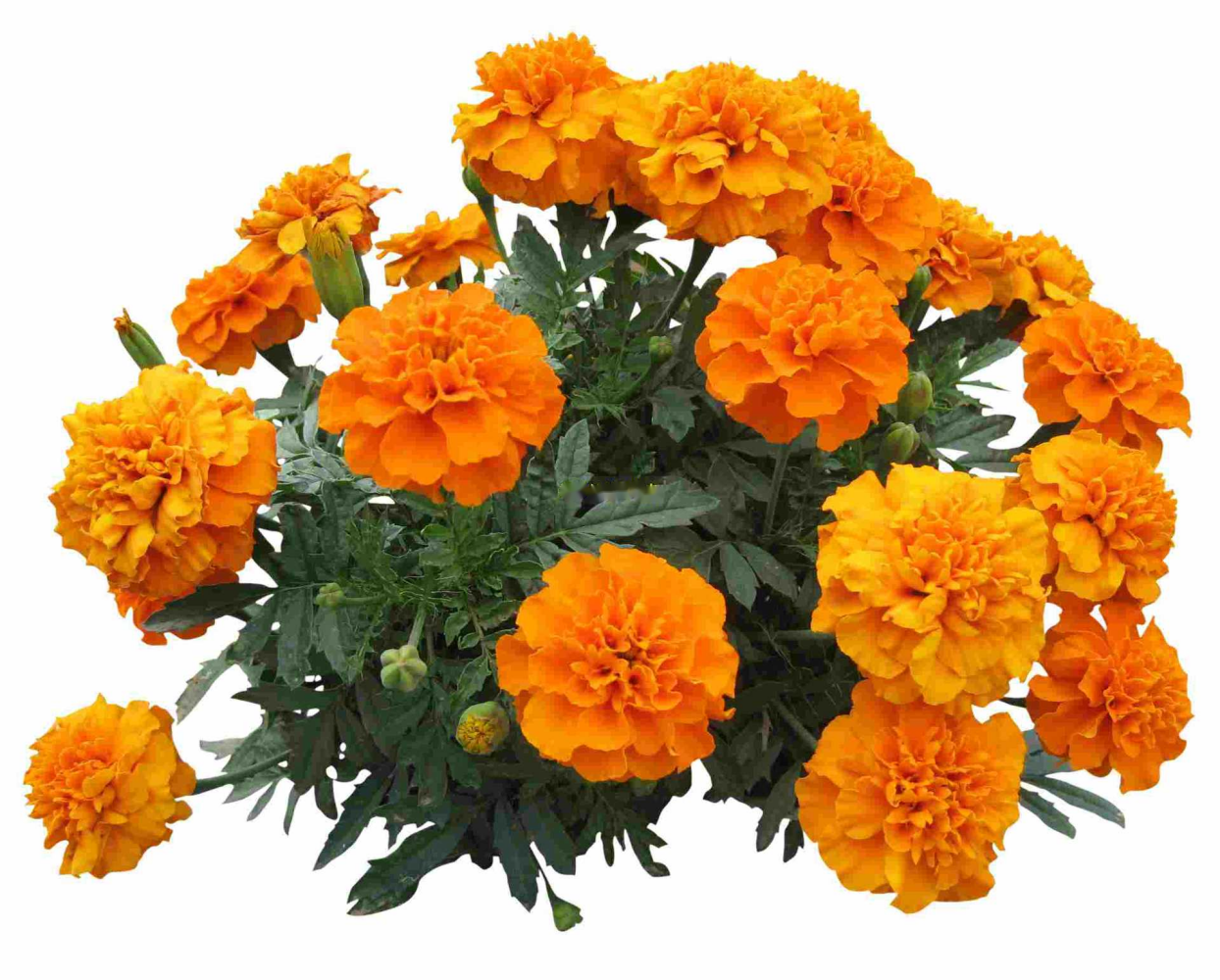 Marigold flowers