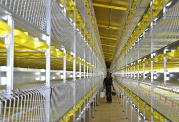 H type automatic poultry cages for chickens used