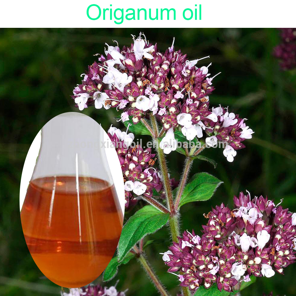 Aceite orgánico puro del orégano del Aromatherapy de OEM / ODM en bulto
