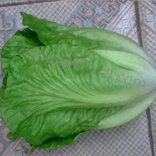 Artificial lettuce decoration plastic vegetables wholesale fruits vegetables