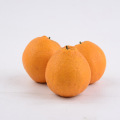 New crop baby mandarin oranges price