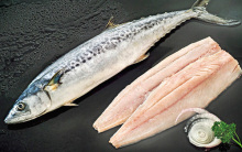 frozen pacific mackerel fillet