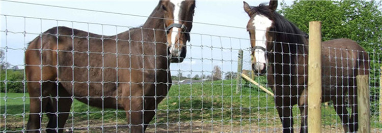 farm animal cattle filed sheep horse mesh fence