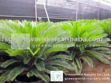 cycas revoluta sago palm potted with good leaves
