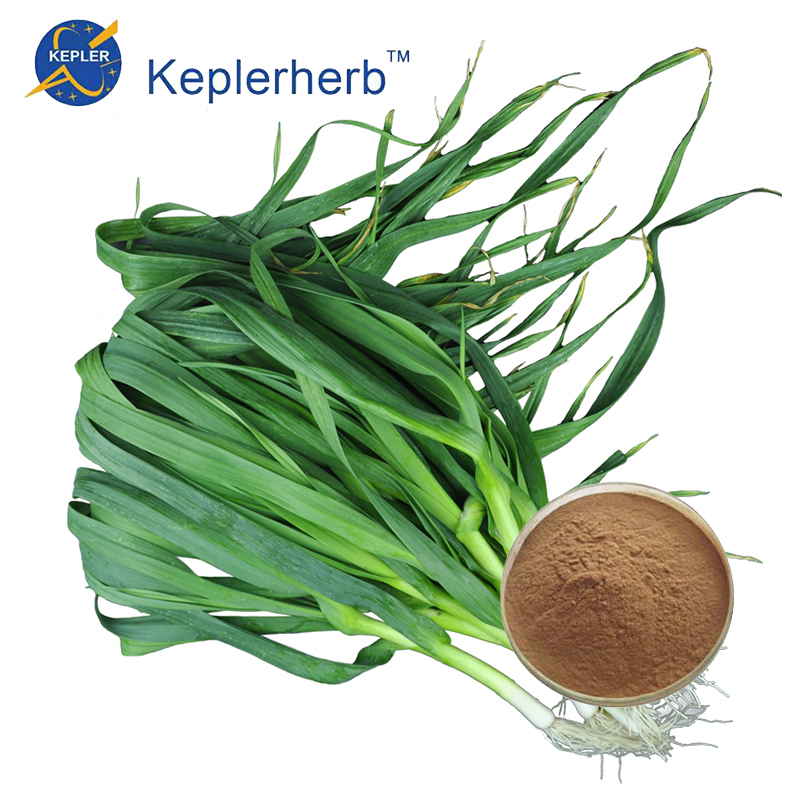 Garlic Sprout Extract Powder