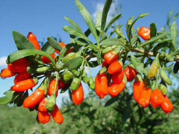 NOP CERTIFIED ORGANIC GOJI BERRY